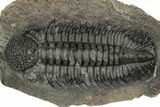 Huge, Spiny Drotops Armatus Trilobite - Excellent Preparation #192496-2